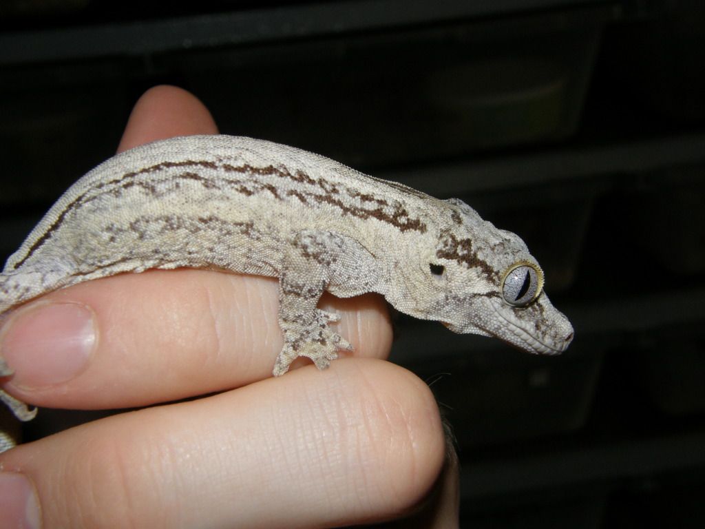arboreal geckos Reptile Forums